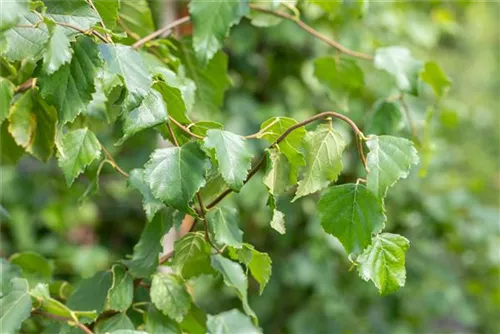 Sandbirke - Betula pendula - Baum