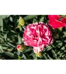 Garten-Feder-Nelke - Dianthus plumarius 'Double Rose'