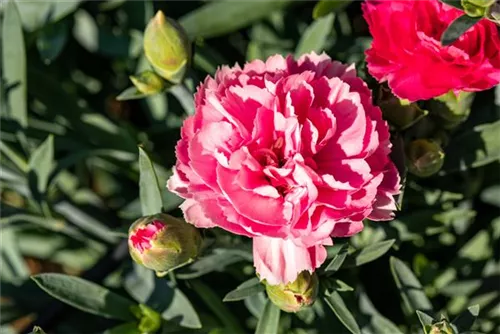 Garten-Feder-Nelke - Dianthus plumarius 'Double Rose'