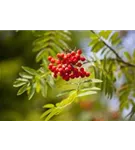 Gewöhnliche Eberesche - Sorbus aucuparia - Baum