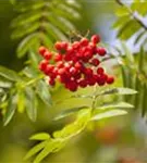 Gewöhnliche Eberesche - Sorbus aucuparia - Wildgehölze