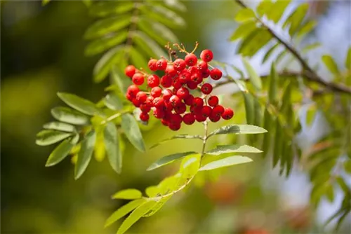 Gewöhnliche Eberesche - Sorbus aucuparia - Baum