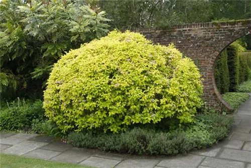 Großblütige Abelie - Abelia grandiflora - Formgehölze