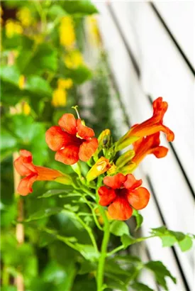 Große Kletter-Trompetenblume 'Mme Galen' - Campsis tagliabuana 'Mme Galen'