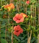 Große Kletter-Trompetenblume 'Mme Galen' - Campsis tagliabuana 'Mme Galen'