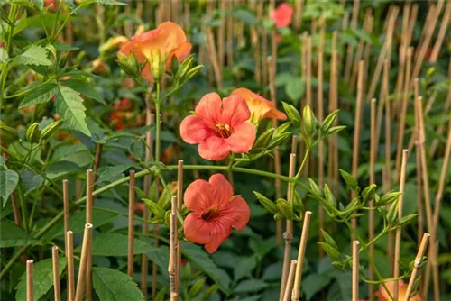 Große Kletter-Trompetenblume 'Mme Galen' - Campsis tagliabuana 'Mme Galen'