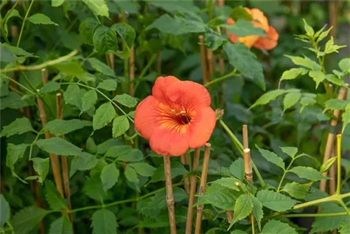 Große Kletter-Trompetenblume 'Mme Galen' - Campsis tagliabuana 'Mme Galen'