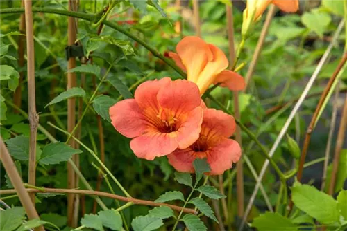 Große Kletter-Trompetenblume 'Mme Galen' - Campsis tagliabuana 'Mme Galen'