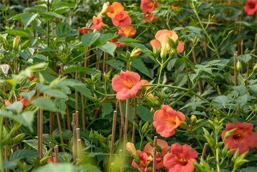 Große Kletter-Trompetenblume 'Mme Galen' - Campsis tagliabuana 'Mme Galen'