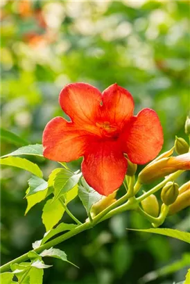 Große Kletter-Trompetenblume 'Mme Galen' - Campsis tagliabuana 'Mme Galen'