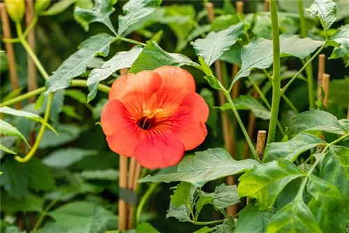 Große Kletter-Trompetenblume 'Mme Galen' - Campsis tagliabuana 'Mme Galen'