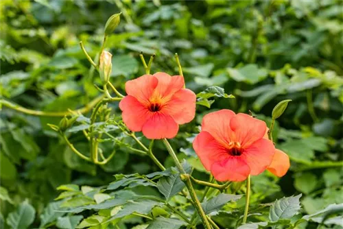 Große Kletter-Trompetenblume 'Mme Galen' - Campsis tagliabuana 'Mme Galen'