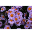 Garten-Frühsommer-Aster - Aster tongolensis 'Wartburgstern', gen.