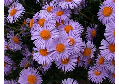 Aster tongolensis 'Wartburgstern', gen. - Garten-Frühsommer-Aster