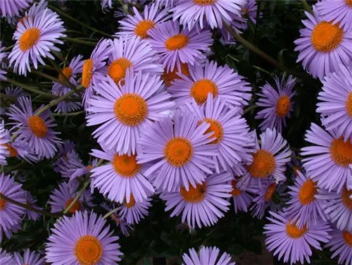 Garten-Frühsommer-Aster - Aster tongolensis 'Wartburgstern', gen.