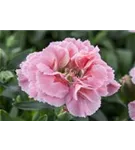 Garten-Feder-Nelke - Dianthus plumarius 'Maggie'