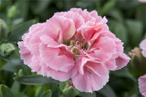 Garten-Feder-Nelke - Dianthus plumarius 'Maggie'