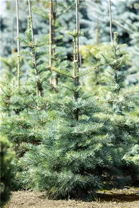 Colorado-Tanne,Grautanne - Abies concolor