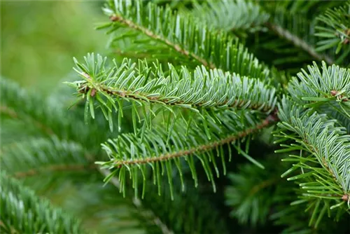 Nordmannstanne - Abies nordmanniana