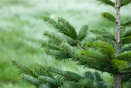 Nordmannstanne - Abies nordmanniana