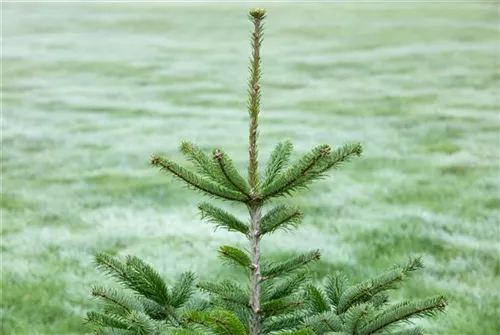 Nordmannstanne - Abies nordmanniana