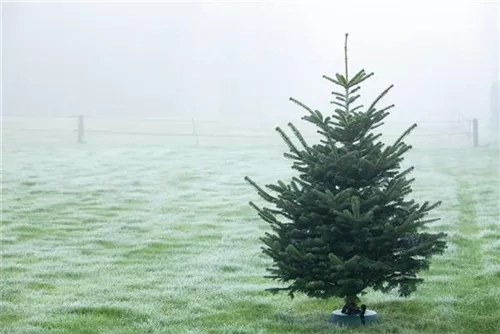 Nordmannstanne - Abies nordmanniana