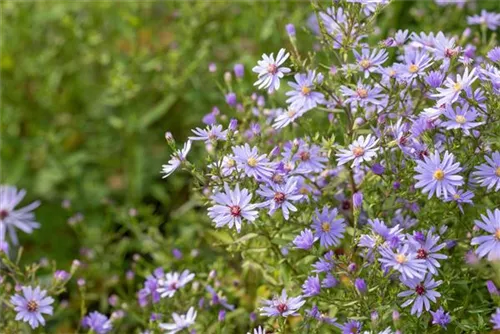 Frikarts Garten-Aster - Aster x frikartii 'Mönch'