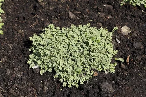 Blaugrünes Stachelnüsschen - Acaena buchananii