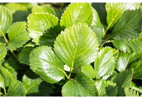 Fragaria chiloense 'Chaval' - Garten-Zier-Erdbeere