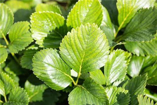 Garten-Zier-Erdbeere - Fragaria chiloense 'Chaval'