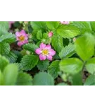 Garten-Monats-Erdbeere - Fragaria vesca var.semp. 'Alexandria'