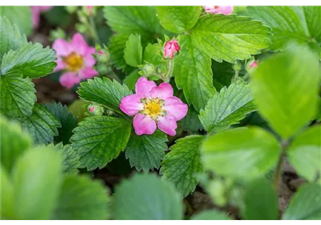 Fragaria vesca var.semp. 'Alexandria' - Garten-Monats-Erdbeere