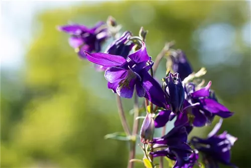 Kurzspornige Akelei - Aquilegia vulgaris