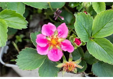 Fragaria x ananassa 'Lipstick Red' -R- - Garten-Zier-Erdbeere