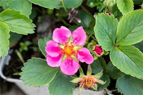 Garten-Zier-Erdbeere - Fragaria x ananassa 'Lipstick Red' -R-