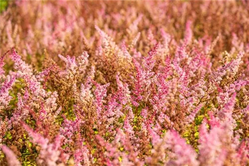 Garten-Prachtspiere - Astilbe chinensis 'Finale'