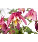 Langspornige Garten-Akelei - Aquilegia caerulea 'Crimson Star'