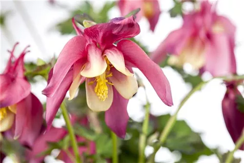 Langspornige Garten-Akelei - Aquilegia caerulea 'Crimson Star'