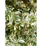 Weißbunte Kriechspindel 'Emerald Gaiety' - Euonymus fortunei 'Emerald Gaiety'