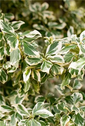 Weißbunte Kriechspindel 'Emerald Gaiety' - Euonymus fortunei 'Emerald Gaiety'