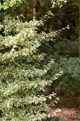 Weißbunte Kriechspindel 'Emerald Gaiety' - Euonymus fortunei 'Emerald Gaiety'