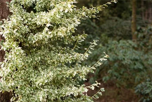 Weißbunte Kriechspindel 'Emerald Gaiety' - Euonymus fortunei 'Emerald Gaiety'