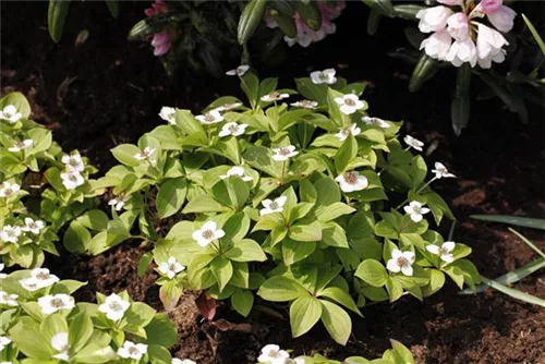 Teppich-Hartriegel - Cornus canadensis