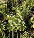 Teppich-Hartriegel - Cornus canadensis