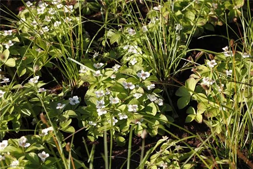 Teppich-Hartriegel - Cornus canadensis