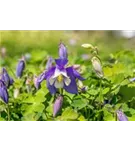 Mittelhohe Garten-Akelei - Aquilegia flab.'Spring Magic Blau-Weiß'