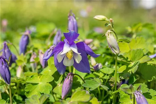 Mittelhohe Garten-Akelei - Aquilegia flab.'Spring Magic Blau-Weiß'