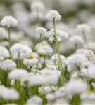 Gefülltblühende Garten-Scheinkamille - Chamaemelum nobile 'Plenum'