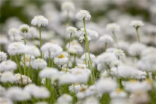 Gefülltblühende Garten-Scheinkamille - Chamaemelum nobile 'Plenum'