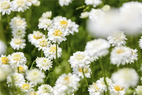 Gefülltblühende Garten-Scheinkamille - Chamaemelum nobile 'Plenum'